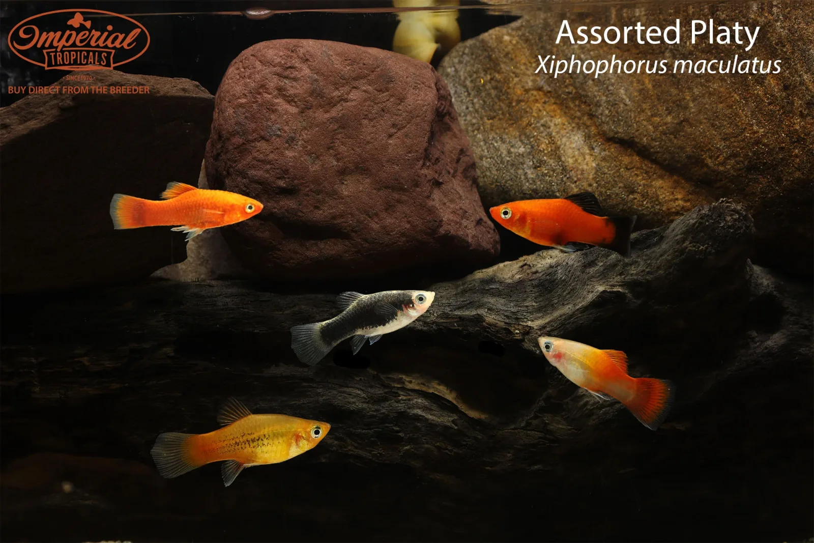 Assorted Platy (Xiphophorus maculatus)
