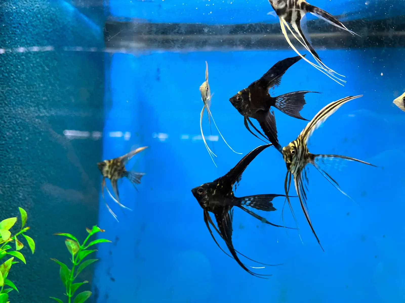 Assorted Veil-Tail Angelfish (Pterophyllum scalare) - Image 2