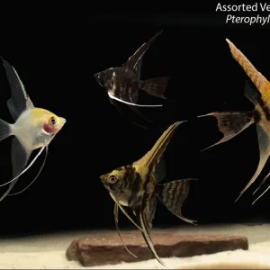 Assorted Veil-Tail Angelfish (Pterophyllum scalare)