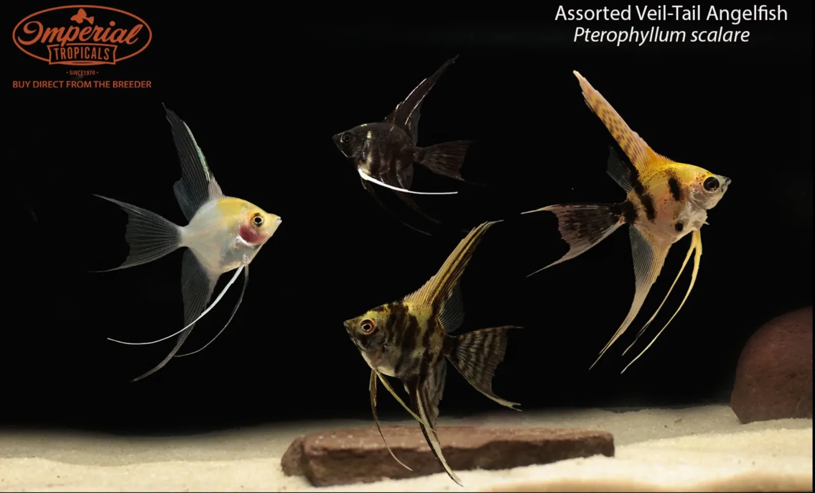 Assorted Veil-Tail Angelfish (Pterophyllum scalare)