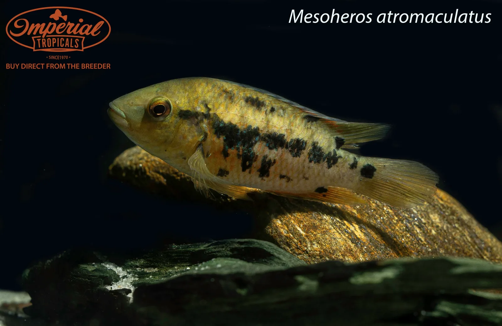 Atromaculatus Cichlid (Mesoheros atromaculatus) - Image 2