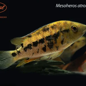 Atromaculatus Cichlid (Mesoheros atromaculatus)
