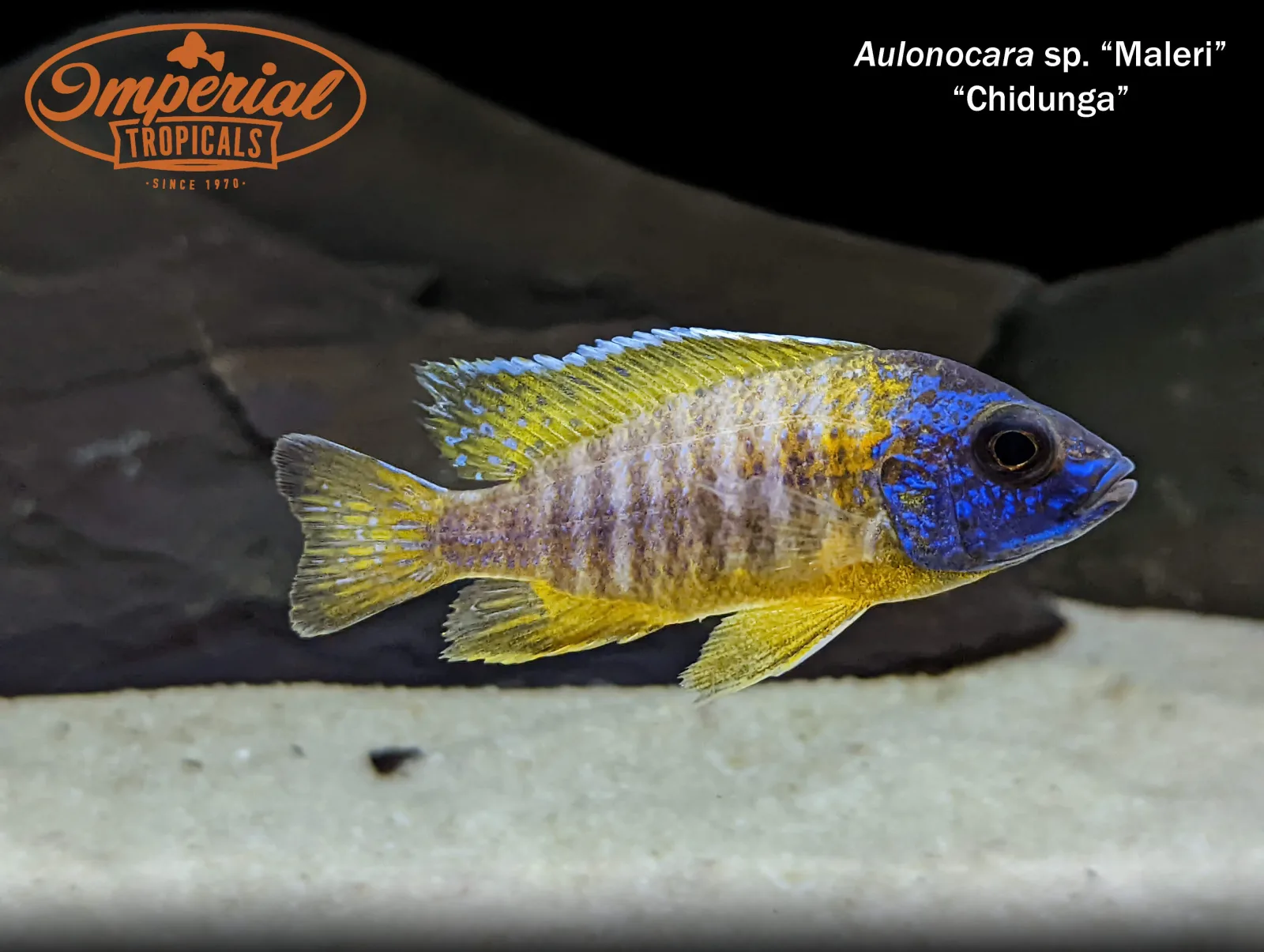 Aulonocara sp. Maleri "Chidunga" - Image 2