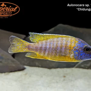 Aulonocara sp. Maleri "Chidunga"