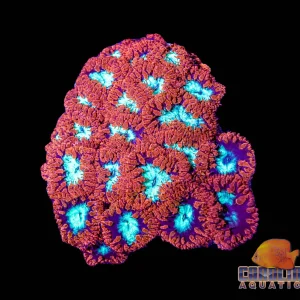 Australian - Blastomussa Wellsi Polyp