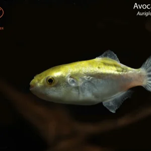 Avocado Puffer (Auriglobus modestus)