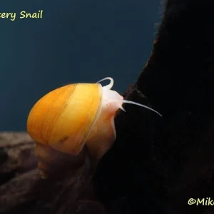 B-Grade Mystery Snail (Pomacea bridgesii)