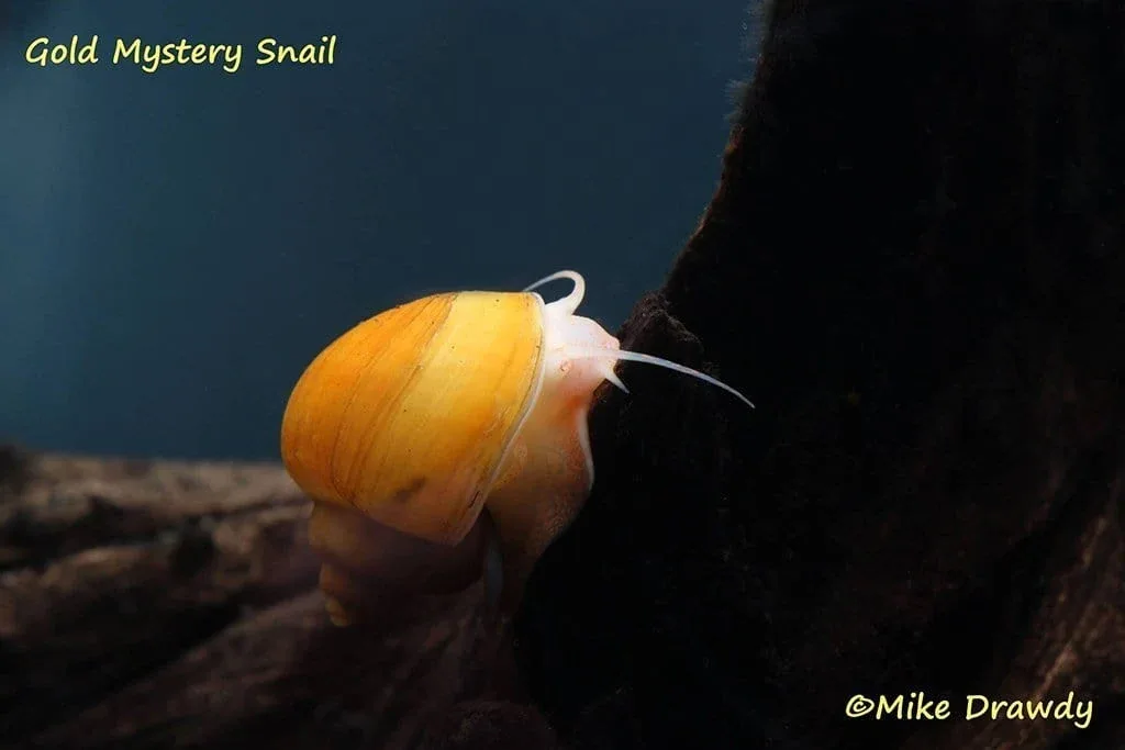 B-Grade Mystery Snail (Pomacea bridgesii)