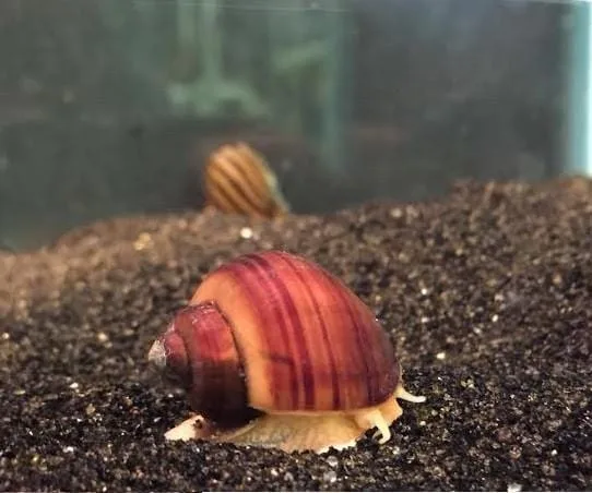 B-Grade Mystery Snail (Pomacea bridgesii) - Image 2