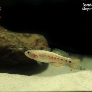 Banded Gudgeon (Mogurnda cingulata)