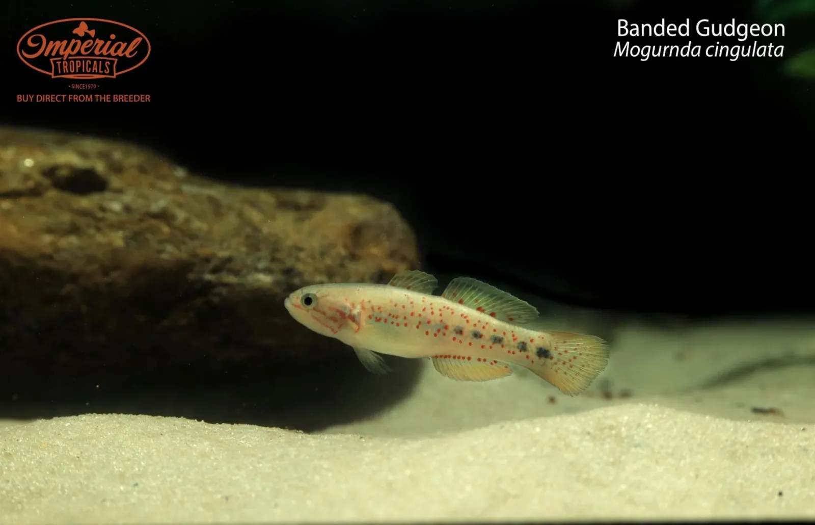 Banded Gudgeon (Mogurnda cingulata)