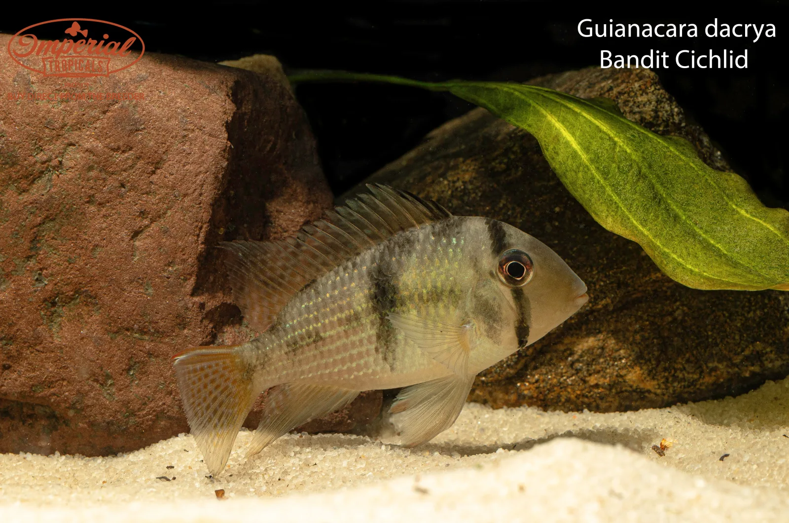 Bandit Cichlid (Guianacara dacrya) - Image 2