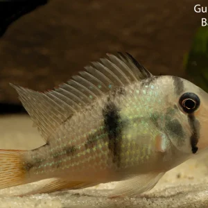Bandit Cichlid (Guianacara dacrya)