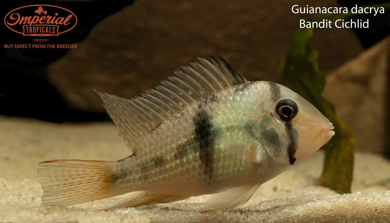 Bandit Cichlid (Guianacara dacrya)