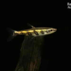 Barred Pencilfish (Nannostomus espei)