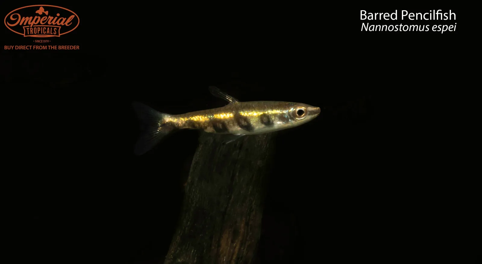 Barred Pencilfish (Nannostomus espei)