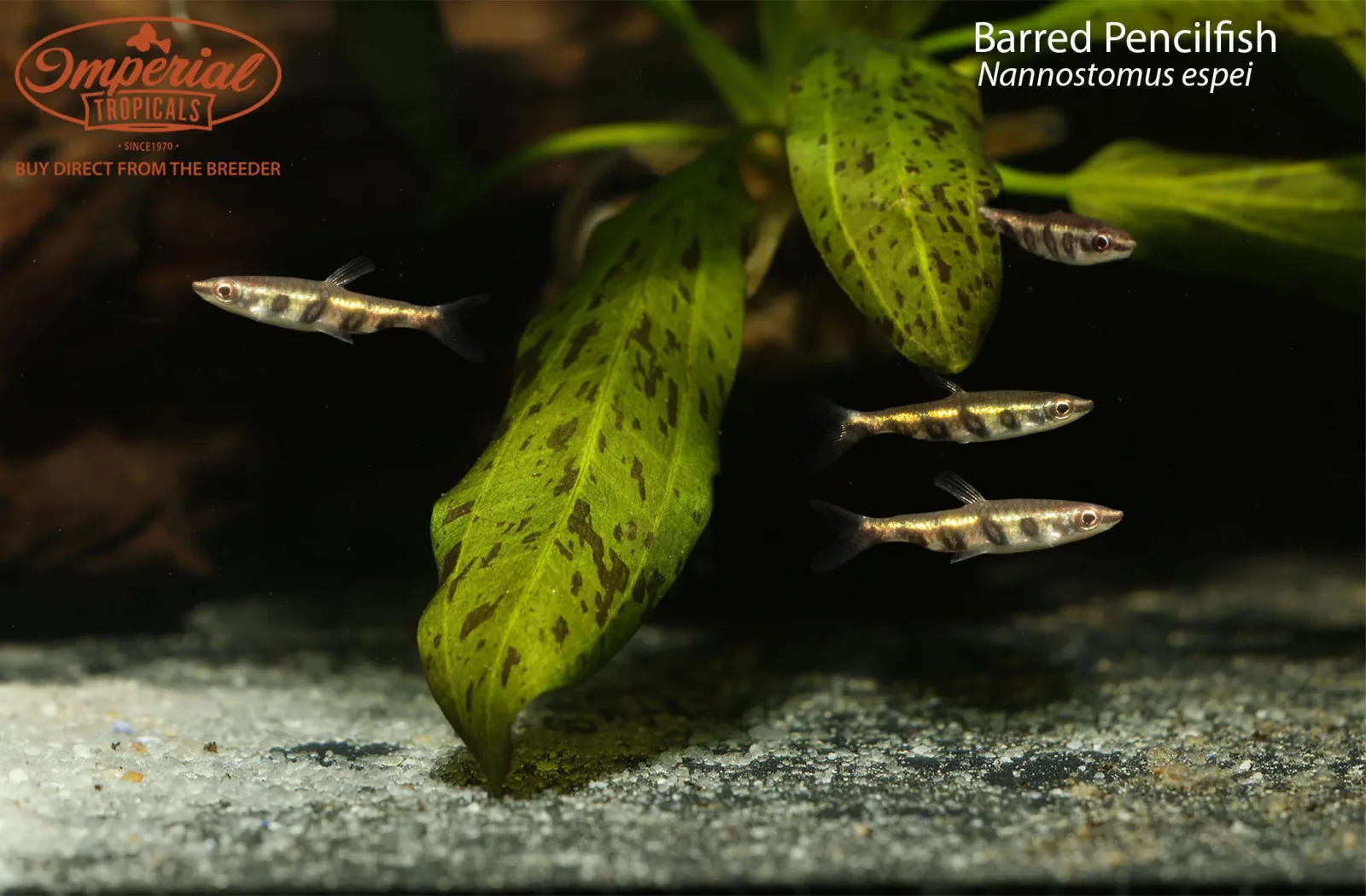 Barred Pencilfish (Nannostomus espei) - Image 2