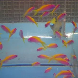Bartlett’s Anthias