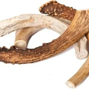 Best Buy Bones Inc. American Jumbo Elk Antler 9-11" Packaged {L+1} 395032