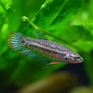 Betta imbellis (Betta imbellis) – Tank Bred