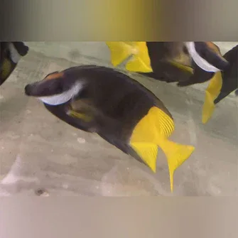 Bicolor Foxface