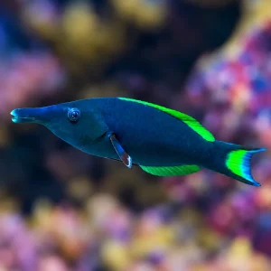 Bird Wrasse Male 7.25" WYSIWYG