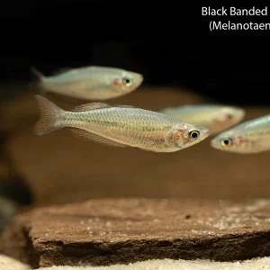 Black Banded Rainbowfish (Melanotaenia nigrans)