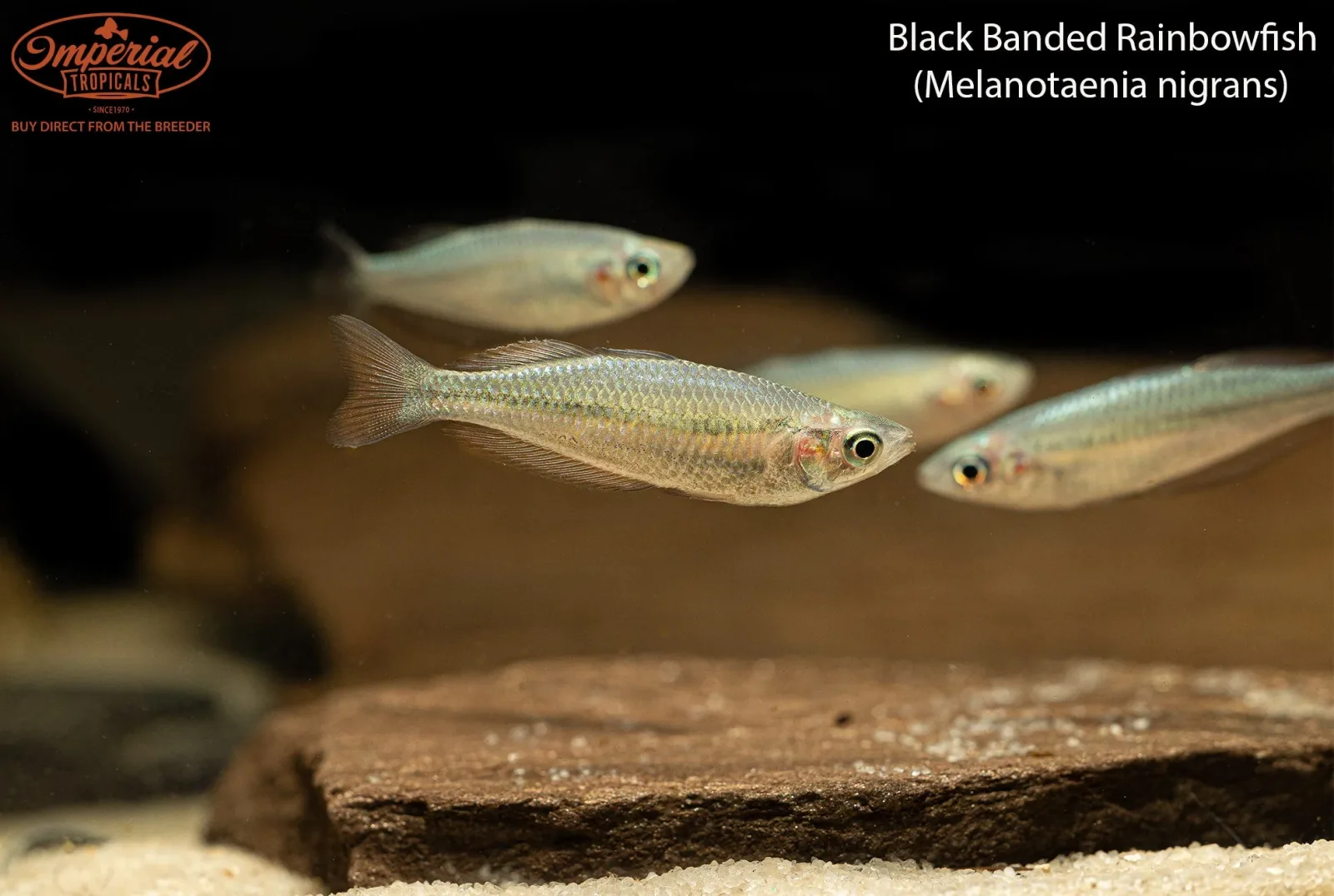 Black Banded Rainbowfish (Melanotaenia nigrans)