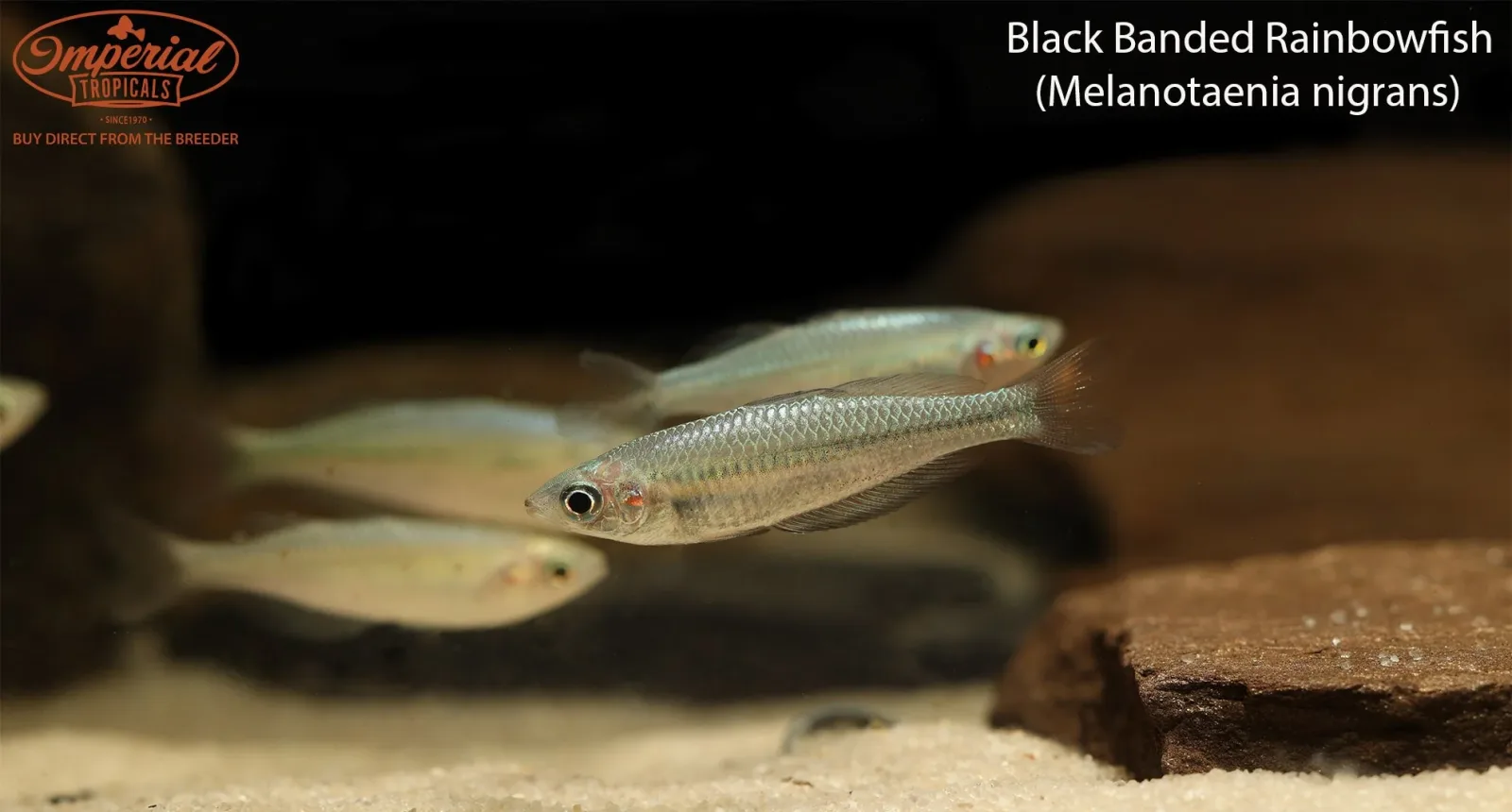 Black Banded Rainbowfish (Melanotaenia nigrans) - Image 2