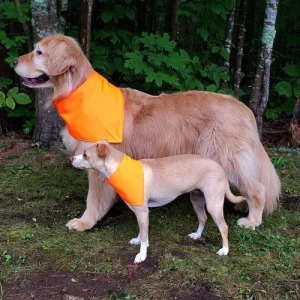 Black Dog Farm Blaze Orange Bandana