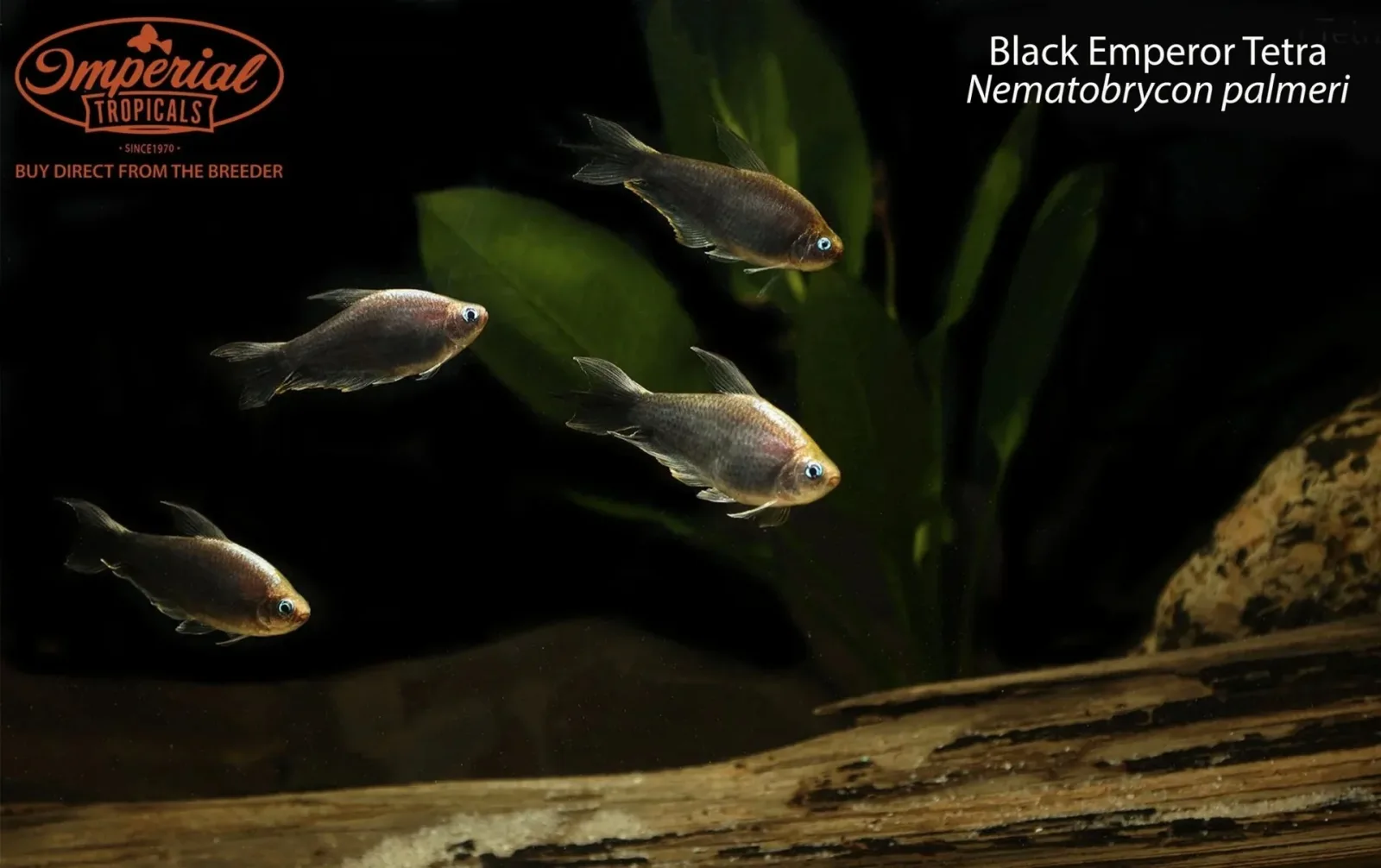 Black Emperor Tetra (Nematobrycon palmeri) - Image 2