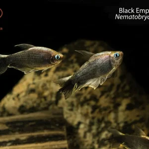 Black Emperor Tetra (Nematobrycon palmeri)
