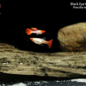 Black Eye Koi Guppy (Poecilia reticulata)