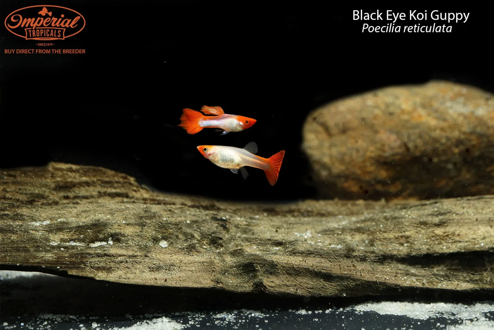 Black Eye Koi Guppy (Poecilia reticulata)