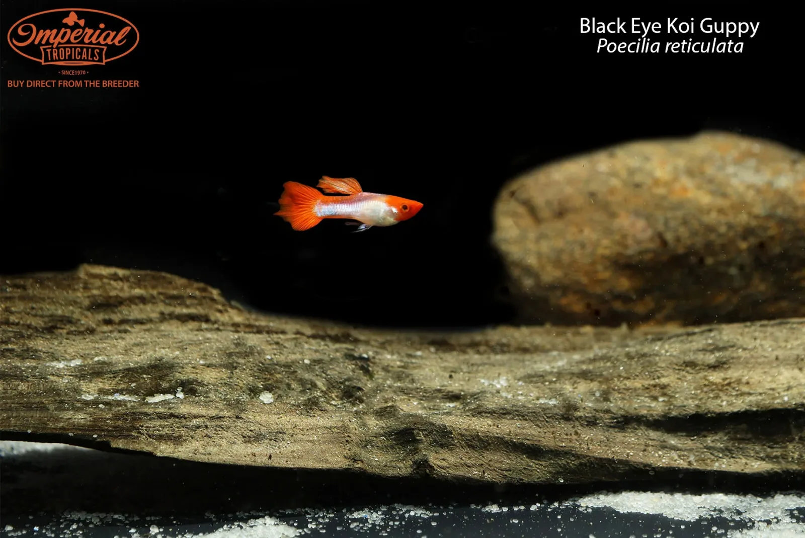 Black Eye Koi Guppy (Poecilia reticulata) - Image 2