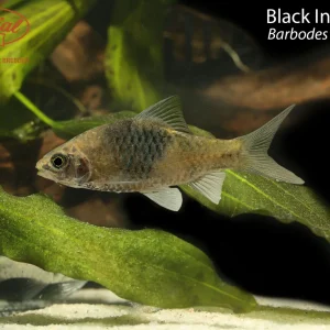 Black Ink Barb (Barbodes bunau)