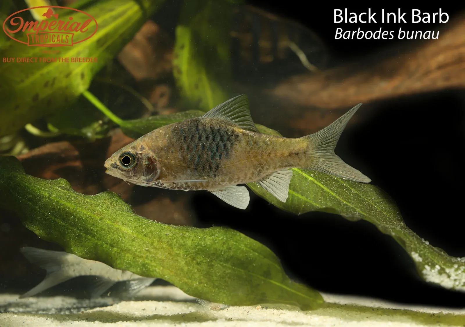 Black Ink Barb (Barbodes bunau)
