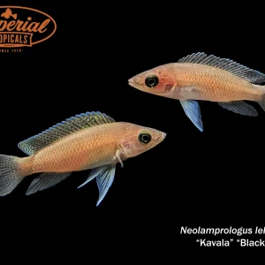 Black Kavala Leleupi (Neolamprologus leleupi "Black Kavala")