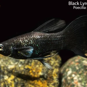 Black Lyretail Molly (Poecilia sphenops)