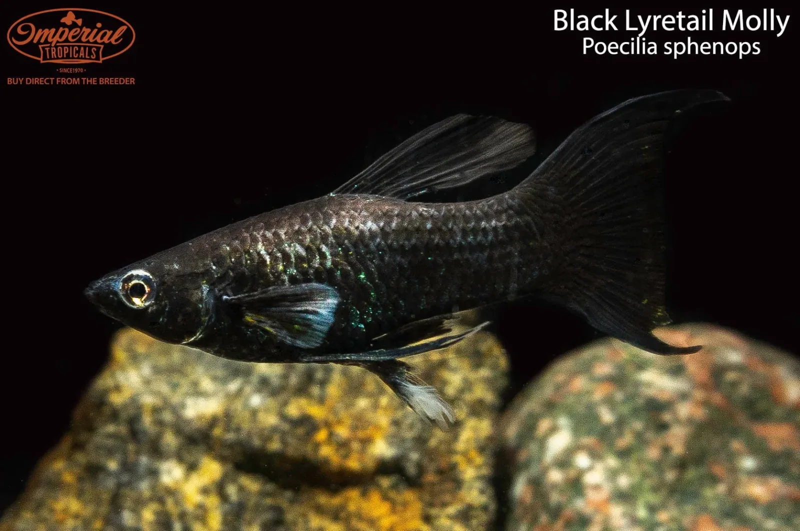 Black Lyretail Molly (Poecilia sphenops)