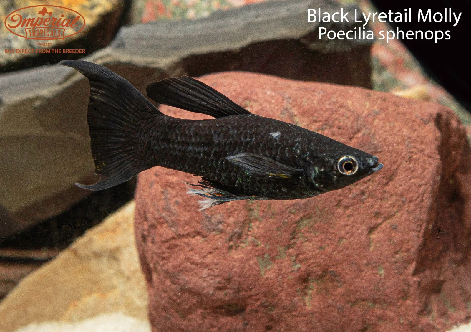 Black Lyretail Molly (Poecilia sphenops) - Image 2