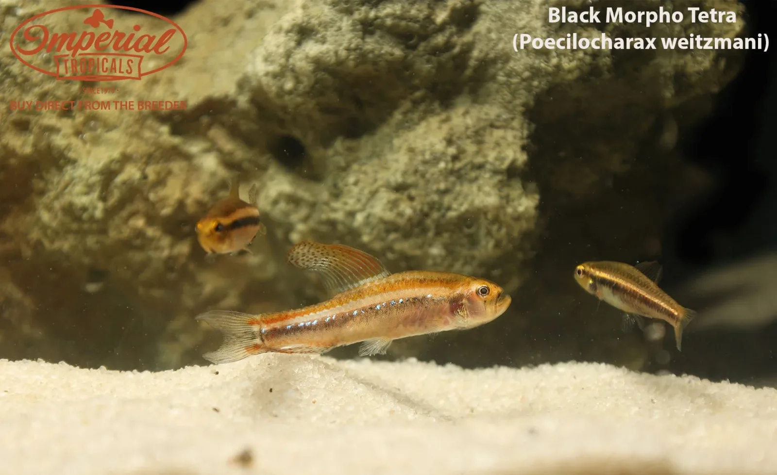 Black Morpho Tetra (Poecilocharax weitzmani) - Image 2