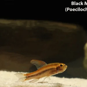 Black Morpho Tetra (Poecilocharax weitzmani)