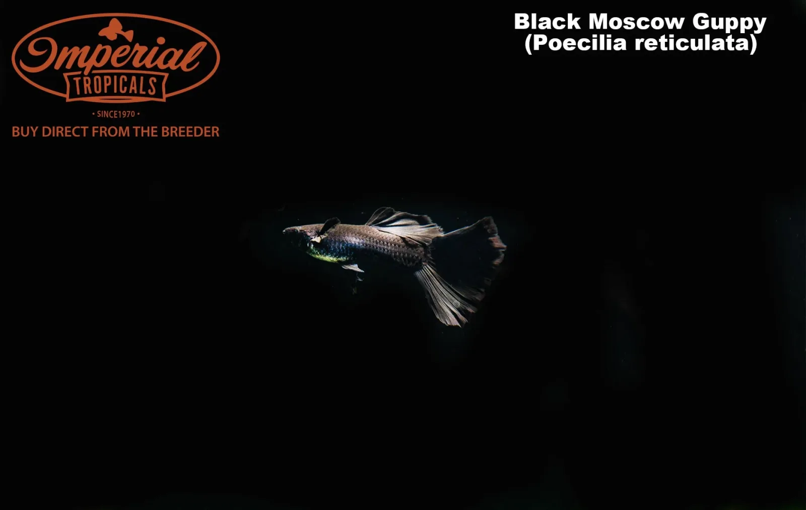 Black Moscow Guppy (Poecilia reticulata) - Image 2