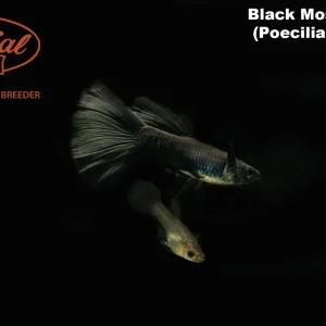 Black Moscow Guppy (Poecilia reticulata)