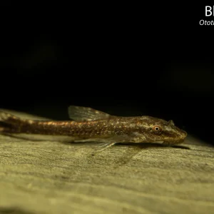 Black Oto (Otothyropsis piribebuy)