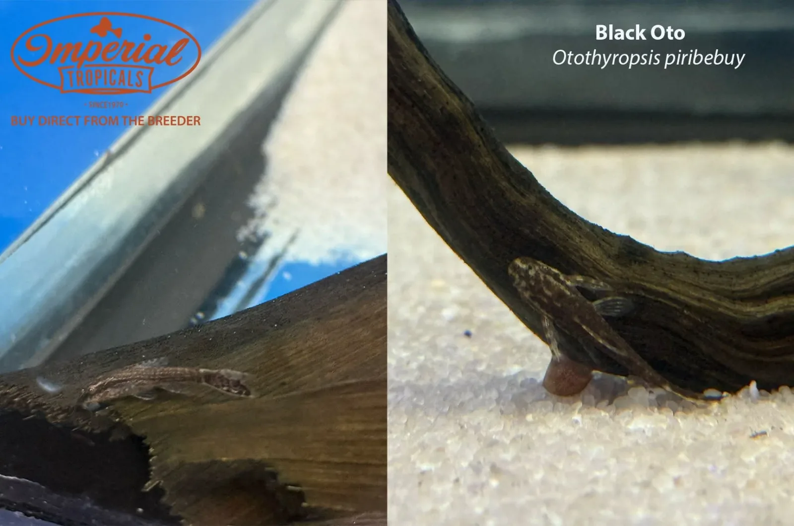 Black Oto (Otothyropsis piribebuy) - Image 2