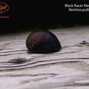 Black Racer Nerite Snail (Neritina pulligera)