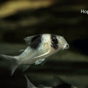 Black Saddled Hoplisoma (Hoplisoma sp. CW51)