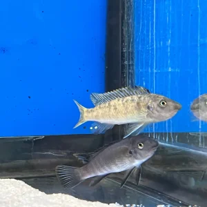 Black Top "Mara" (Labeotropheus trewavasae)